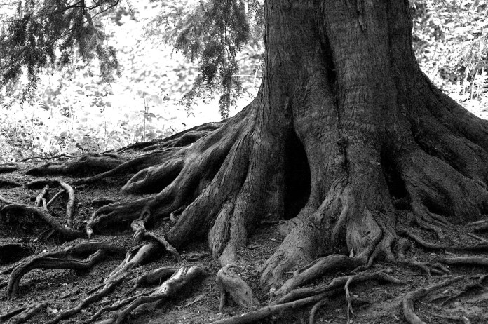 tree_roots